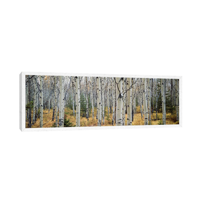 Aspen Trees In A Forest Alberta, Canada by Panoramic Images - Wrapped Canvas Panoramic Print, White Floater Framed