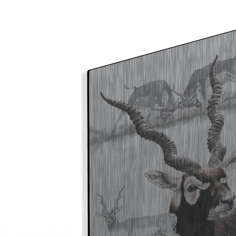 «Black Buck» par Barbara Keith, H 16 po x l 12 po