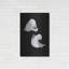 «Elegant Calla II» par Elise Cattera «Elegant Calla II» par Elise Catterall-38302293