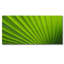 Green Palm! Print-46773953-46829141