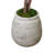 Oriental Ficus Tree in Stone Pot