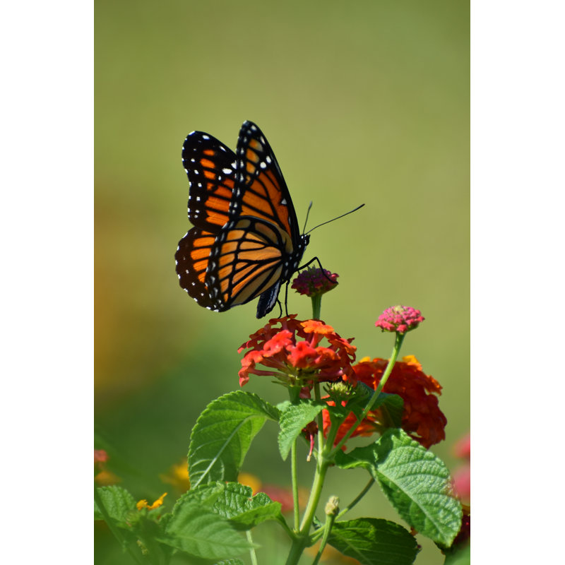 Papillon monarque - Photographie sur toile tendue, H 36 po x l 24 po