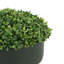 Boxwood 6" Artificial in Fiberstone Planter