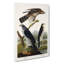 Goshawks & Stanley Hawk by John Audubon - Wrapped Canvas-55312228