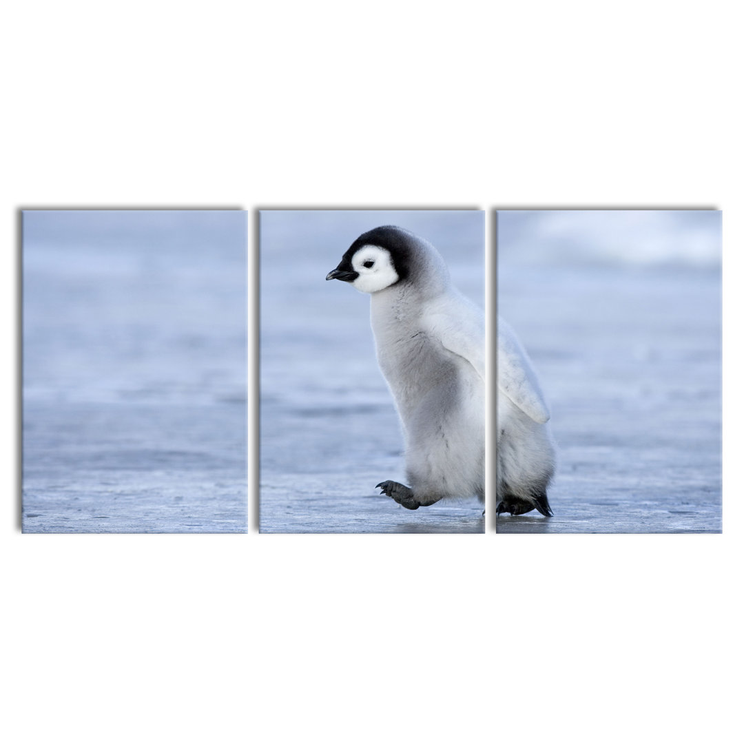 'Giant Tree in the Jungle' 3 Piece Emperor Penguin Chick Photographic Art Print on Canvas