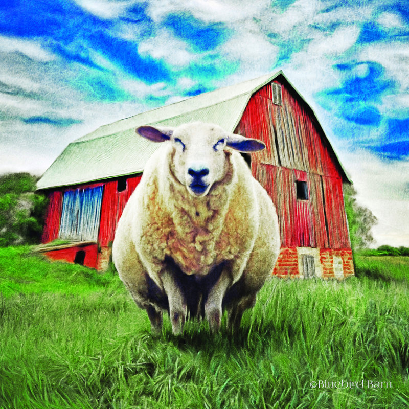 «Sunday Af après Sheep Pose» par Bluebird Barn - impression, H 12 po x l 12 po, Black Single Picture Framed Paper with Mat
