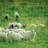 Static Electric Fence