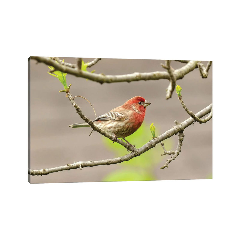 House Finch by Brian Wolf - Wrapped Canvas Print, 20.32cm H x 30.48cm W x 1.91cm D