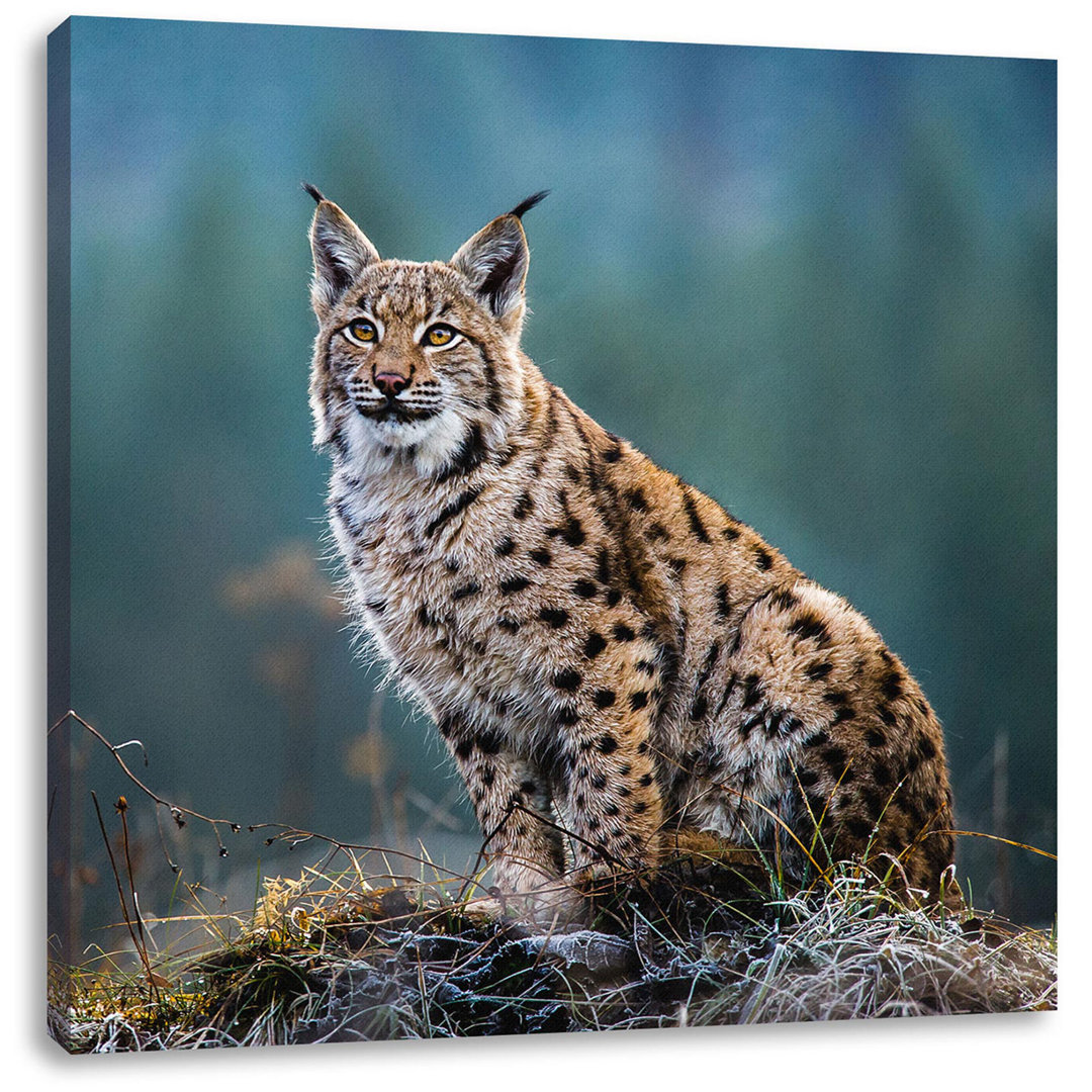 Leinwandbild Europäischer Luchs auf Wiese