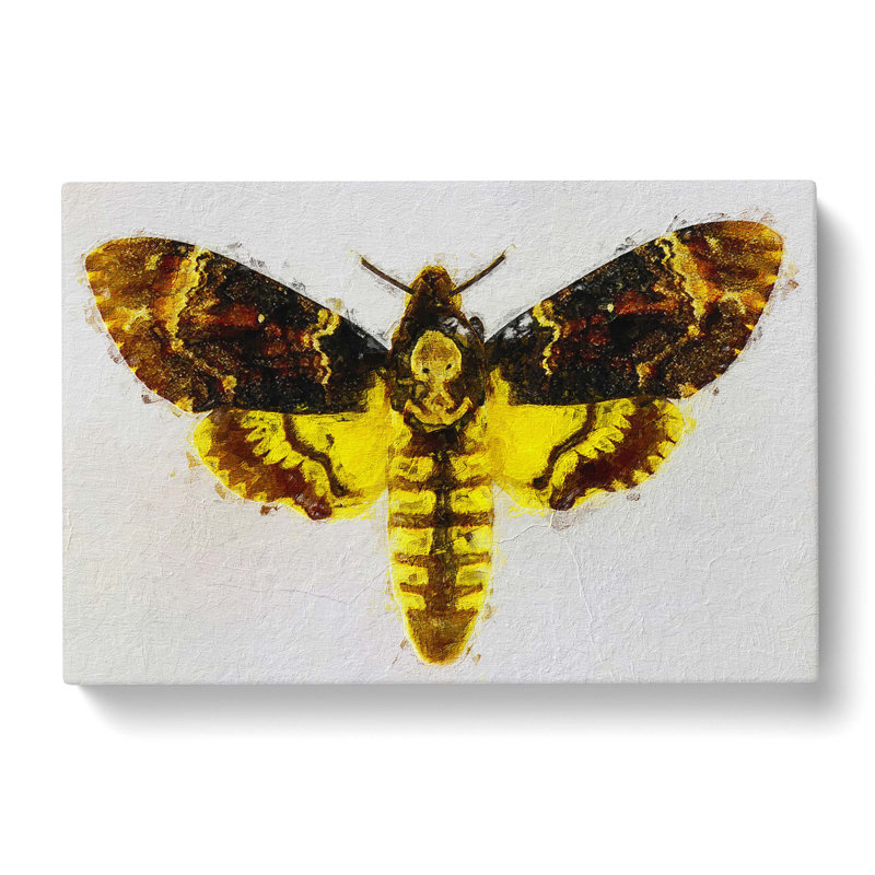 Deathshead Moth by Louis Renard - Wrapped Canvas, 35cm H x 50cm W x 3cm D