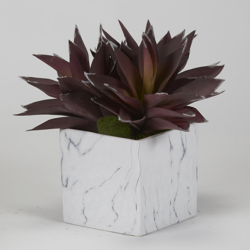 Plantes d'aloès dans un cube en céramique marbrée