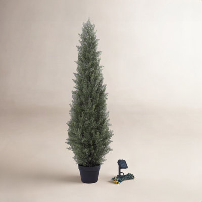 Adcock Cedar Topiary in Pot