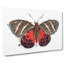 Icarus Moth by George Shaw - Wrapped Canvas Painting-55360215