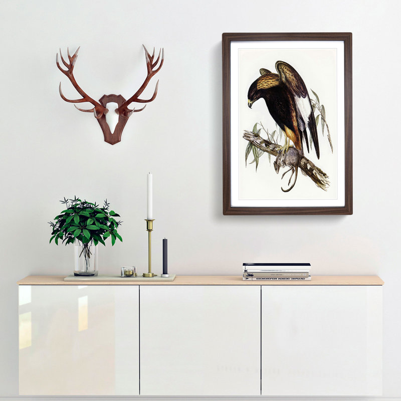 Black-Breasted Buzzard by Elizabeth Gould - Picture Frame Art Print, Walnut Framed, 36cm H x 27cm W x 2cm D