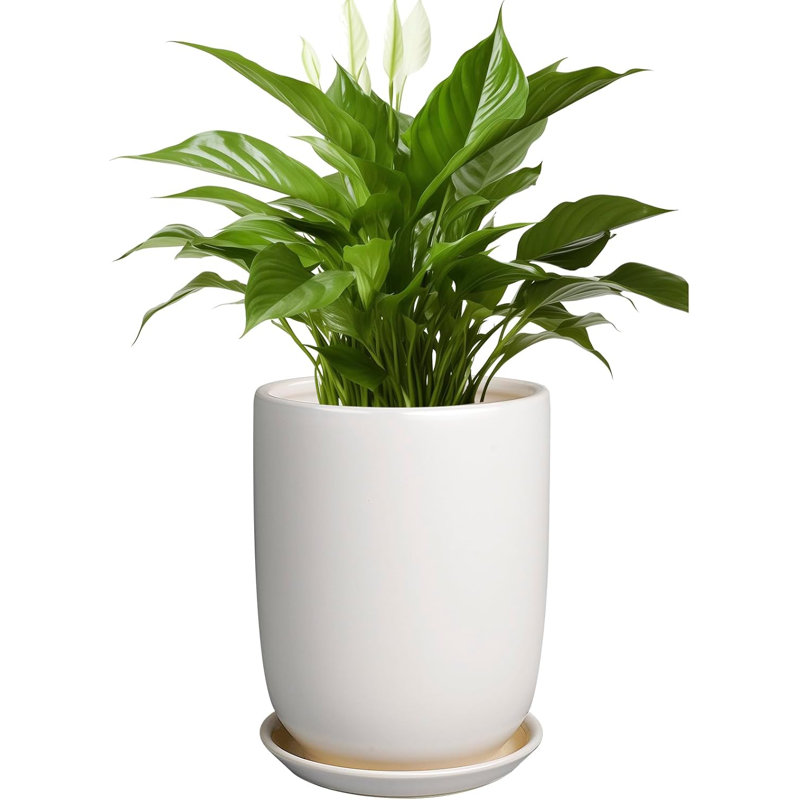 Pot à fleurs 8 "en céramique blanche avec drain et soucoupe
