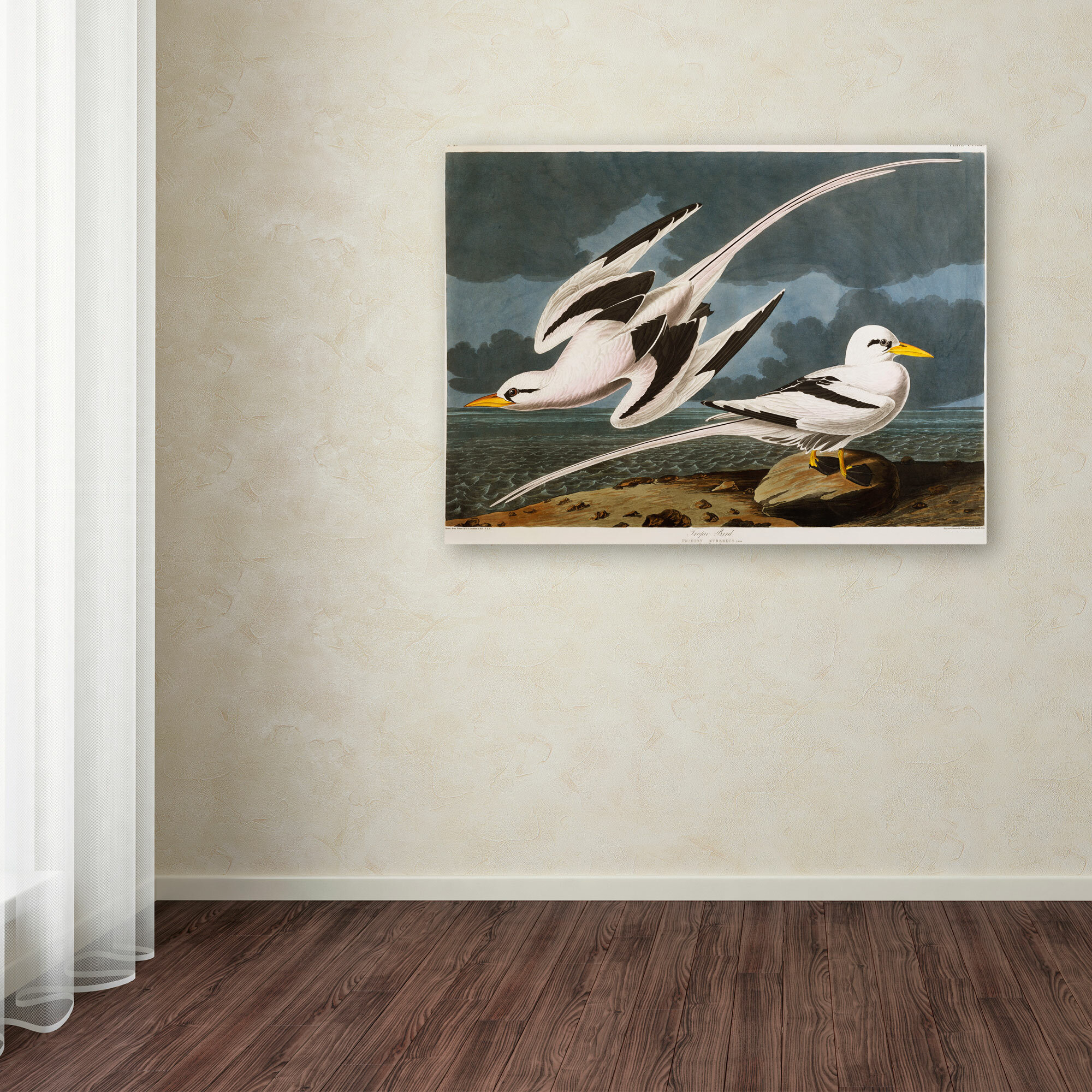 Vault W Artwork Tropic Bird by John James Audubon - Print on Canvas ...