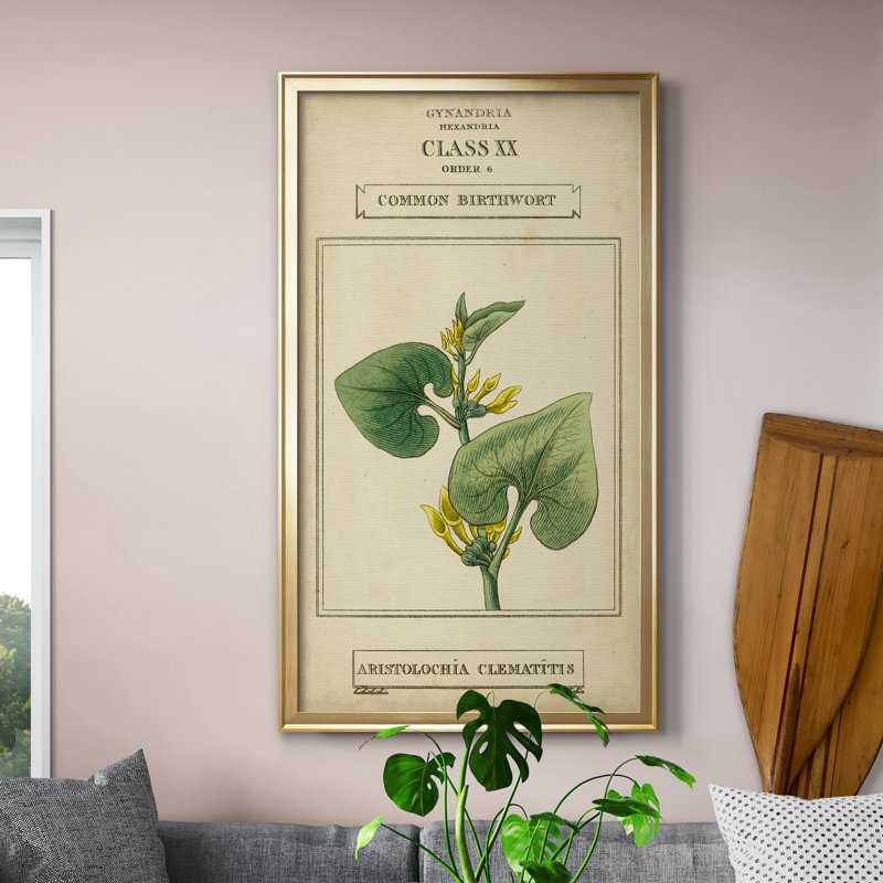 Linnaean Botany V - peinture sur toile encadrée, Doré, H 22,5 po x l 42,5 po x P 1,5 po