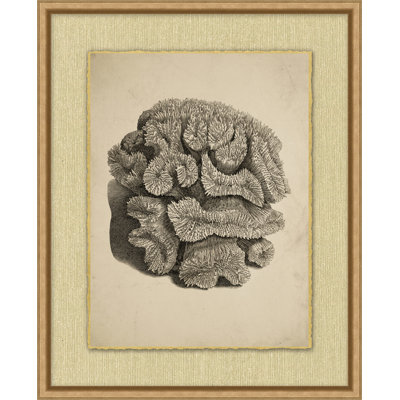 Sepia Sealife 9 Print