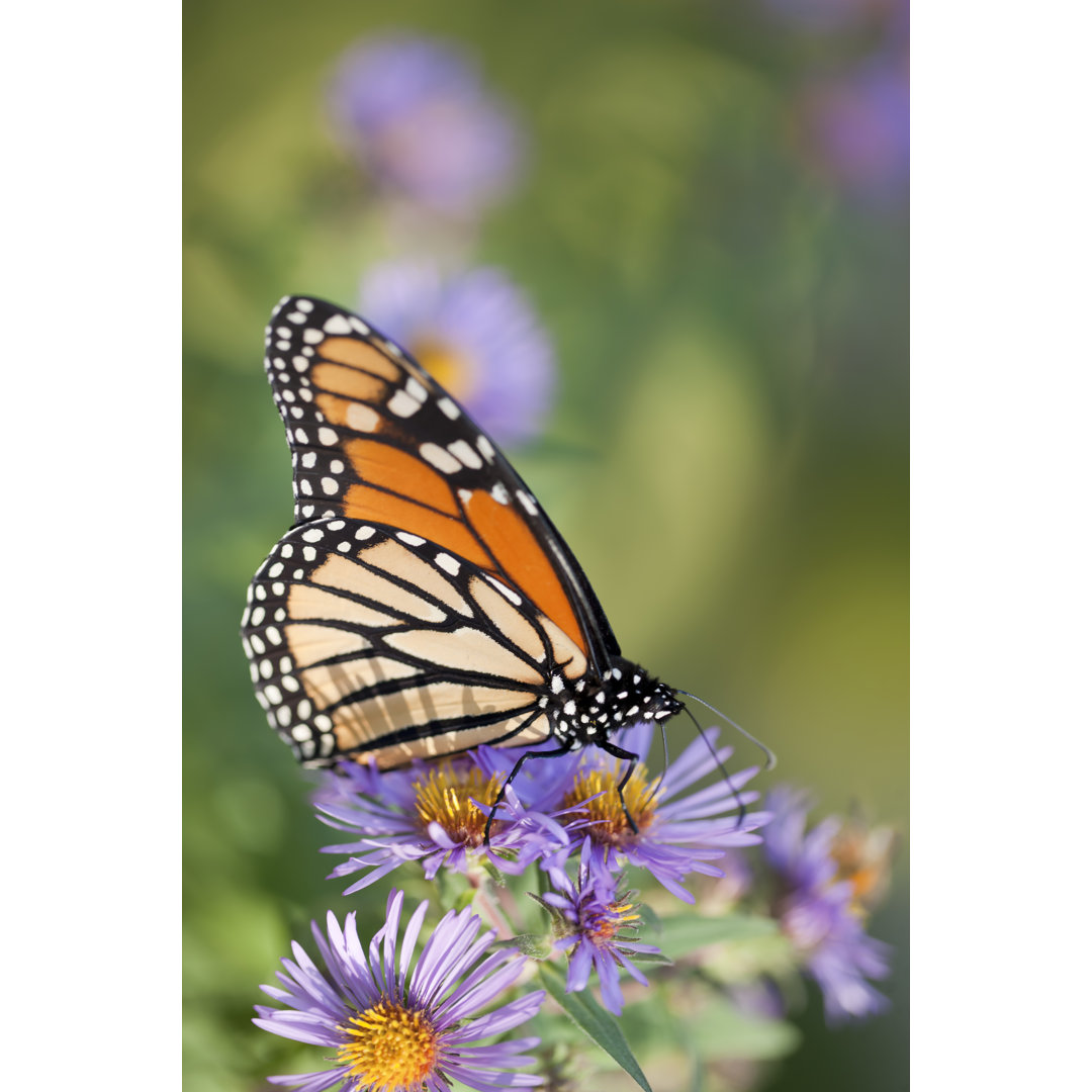 Monarch Schmetterling von Liliboas - Druck