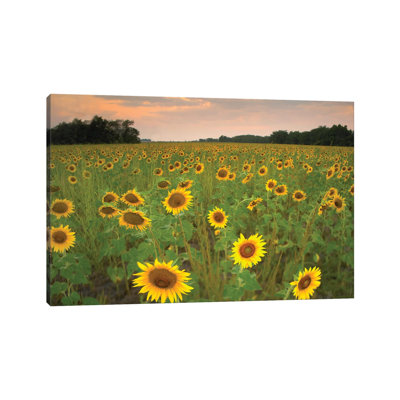 Field Of Sunflowers, Flint Hills National Wildlife Refuge, Kansas by Tim Fitzharris - Wrapped Canvas Print