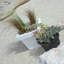Calabro Pot Planter-465362686-465362684