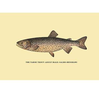 Birch Lane Brier Trout Prints Under Framed On Glass 4 Pieces Print &  Reviews - Wayfair Canada