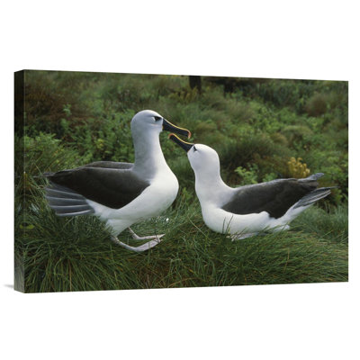 " Yellow-Nosed Albatross Courting, Gough Island, South Atlantic "