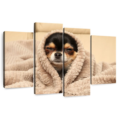 Chihuahua douillet Brampt