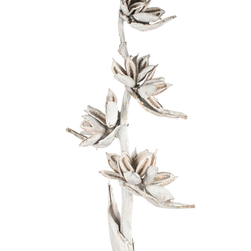 Star Pod Plant, White Wash