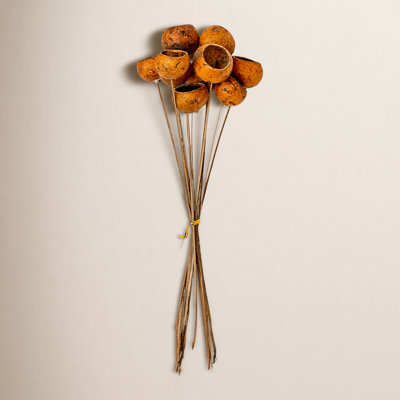 Natural Cup Pod Stems