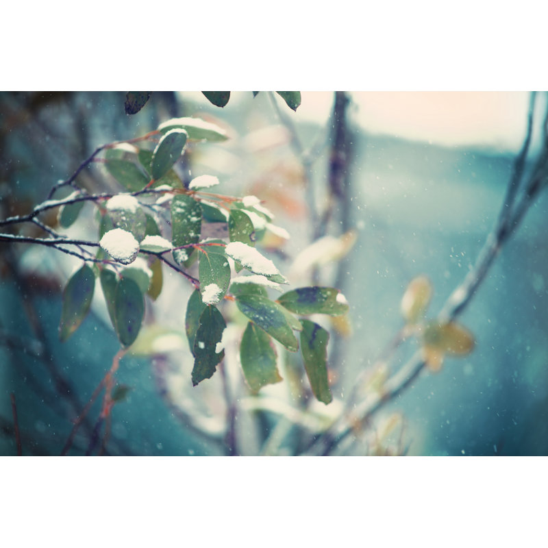 Snow Gums par Benstevens, H 20 po x l 30 po