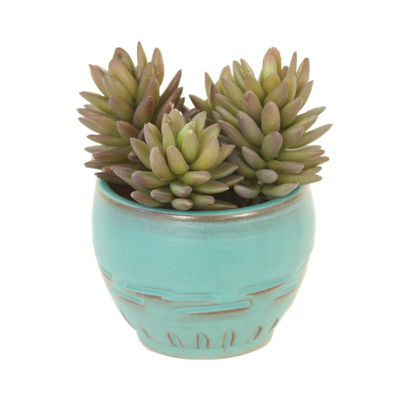 6'' Succulent in Pot