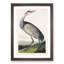 Hooping Crane by John Audubon - Framed Print-55579915-55579923