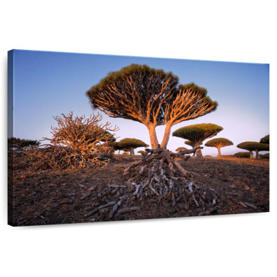 Harnek Yemen Dragon Trees