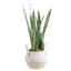 Snake Plant in Planter