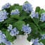 Outdoor UV Hydrangeas Arranged in Fiberstone Pot-1434378206