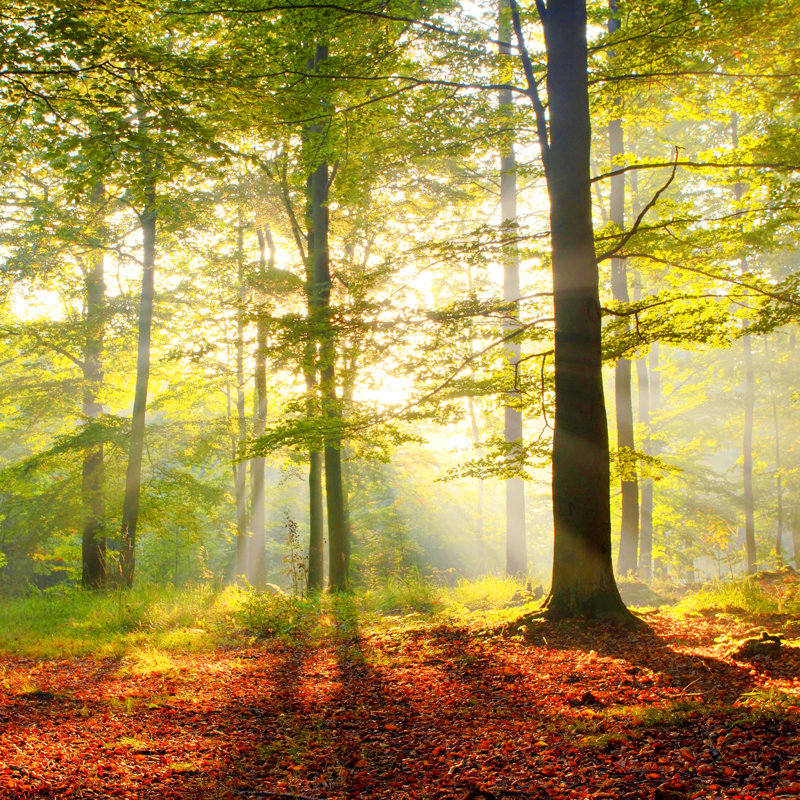 Forêt aube - photographie sur toile tendue, H 12 po x l 12 po