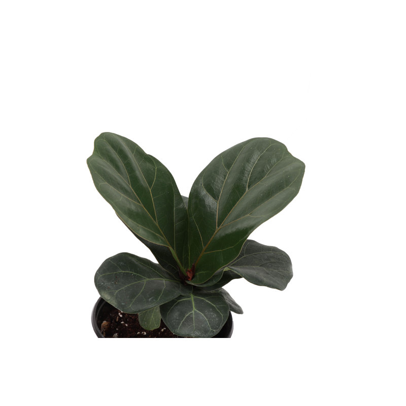Live Fiddle Leaf Fig Plant