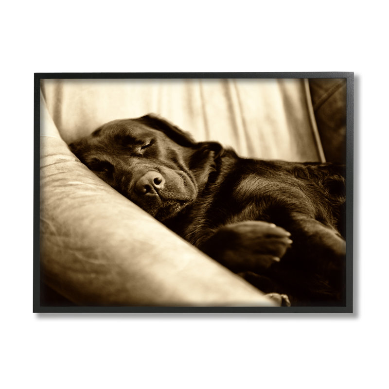 «Cuddling Labrador Dog Sleeping Cozy Sepia» par James Dobson - Photographie de cadre flottant sur toile