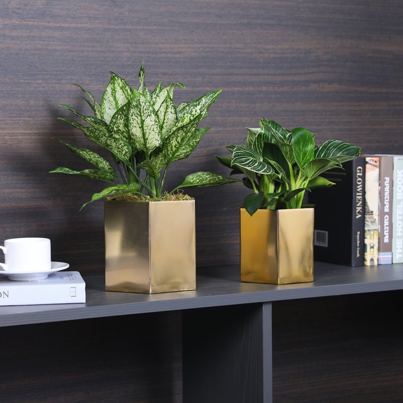 Metal Pot Planter, Brass Tone