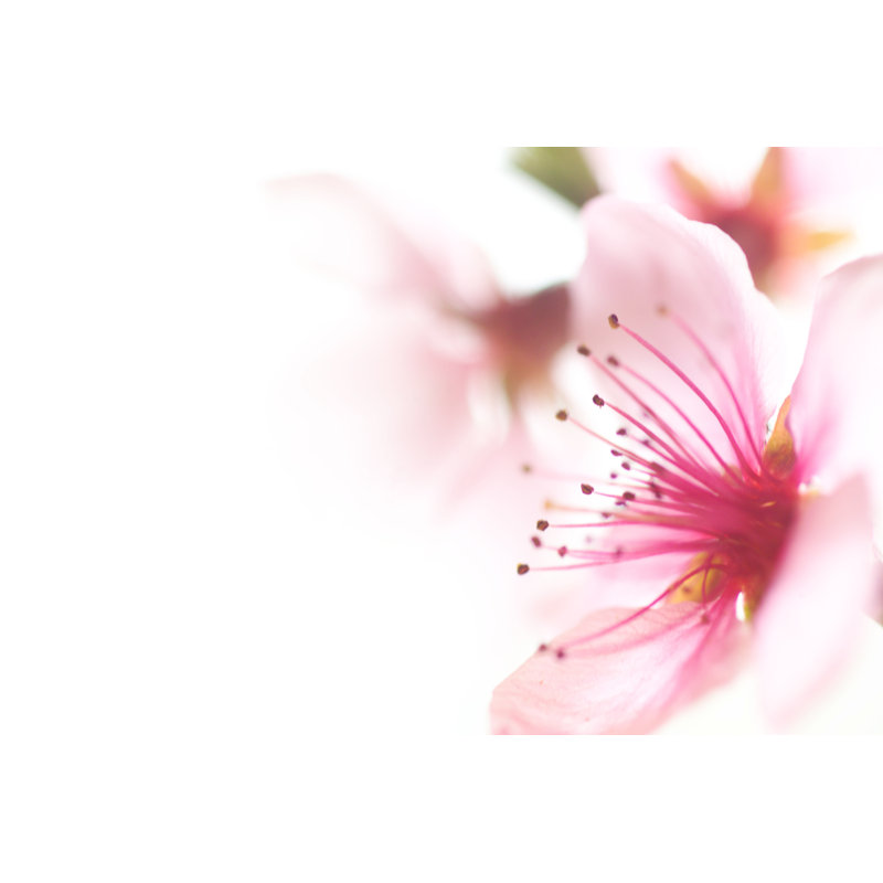 Pink Flower Head by Photo-Brig - Wrapped Canvas Print, 30.48cm x 45.72cm