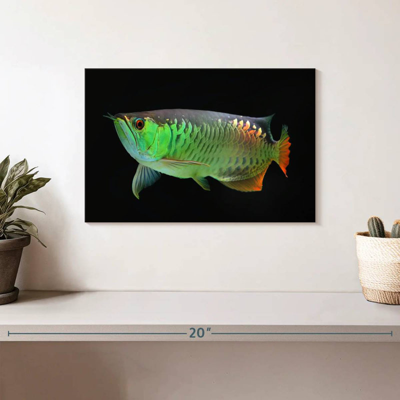 Corbeau arowana, H 8 po x l 12 po