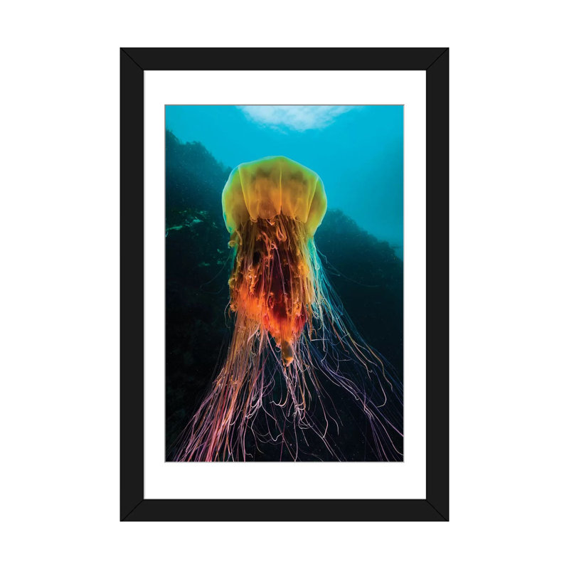 A Lion's Mane Jellyfish Rises From The Deep In Alaska II by Jennifer Idol - Wrapped Canvas Gallery-Wrapped Canvas Giclée