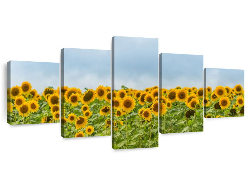 Summer Day Sunflowers