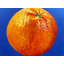 Big Orange Print by Tom Blood-71199623-71199624