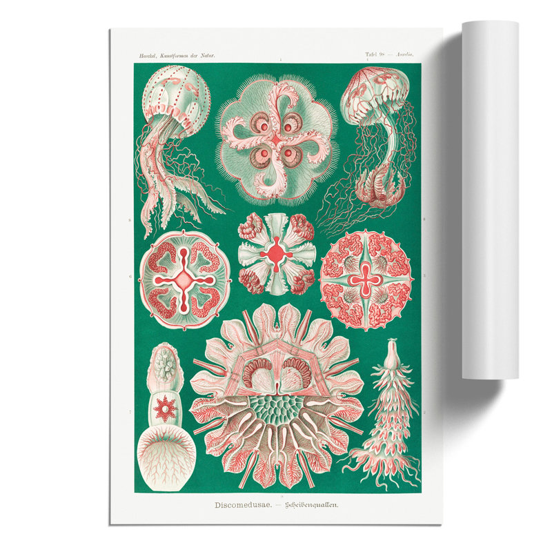 Discomedusae Jellyfish by Ernst Haeckel - Frameless Print, 59cm H x 42cm W x 0.1cm D