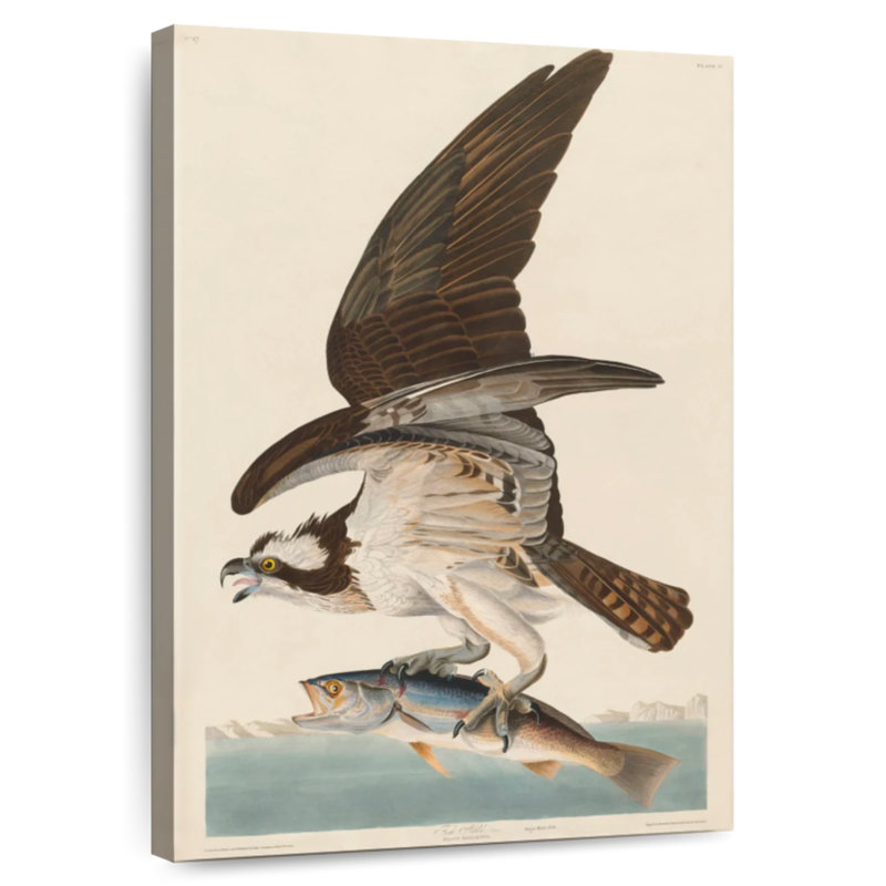 Brampt Osprey And Weakfish, 48" H x 32" W