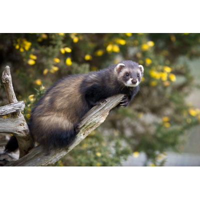 " Polecat On Branch " by Gtmedia