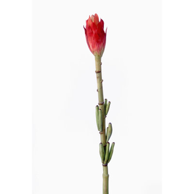Fleurs à bud de banane