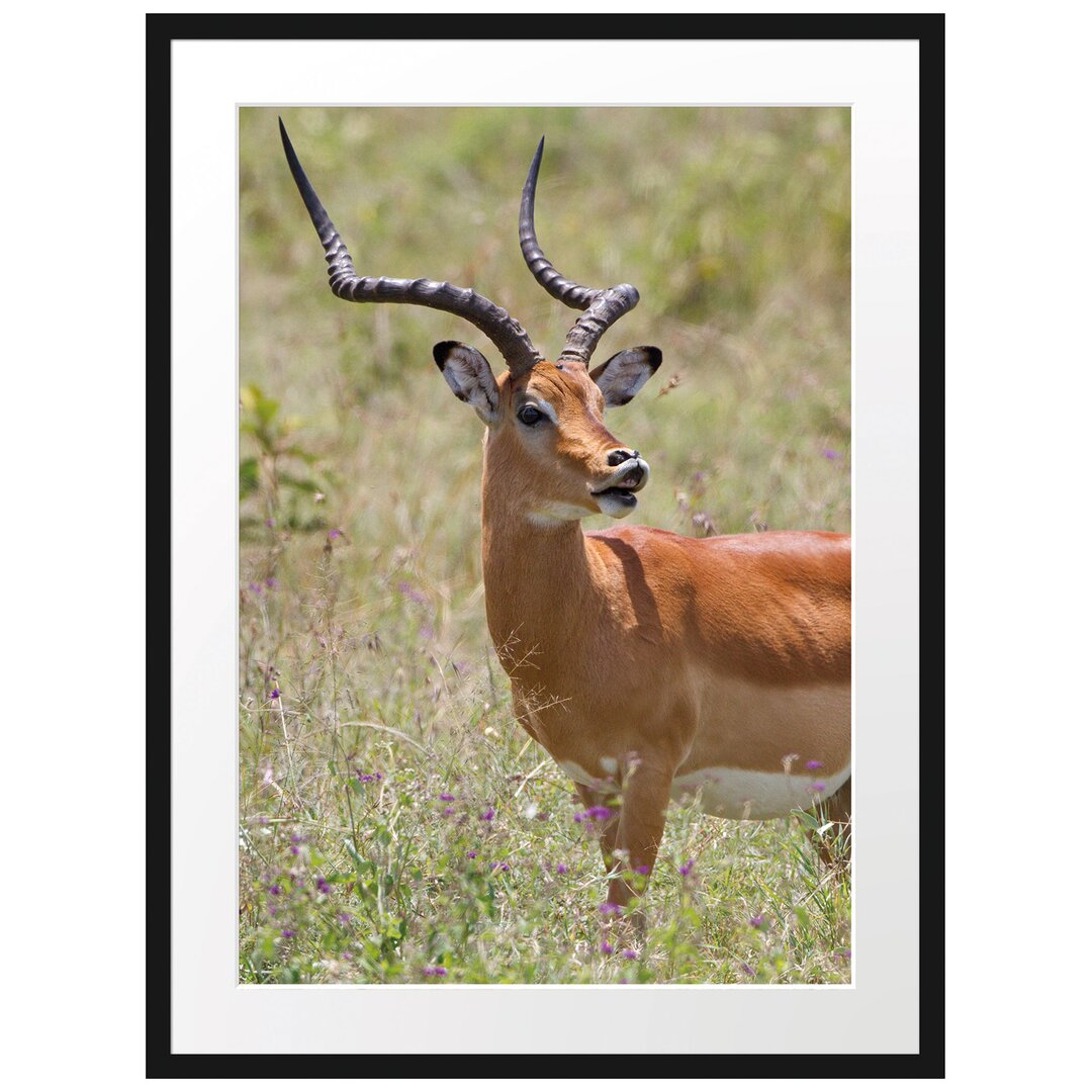 Gerahmtes Poster Dorkasgazelle im Wildgras